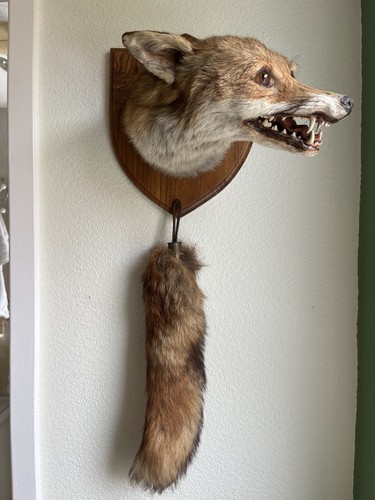 Taxidermy fox mask - fox, by