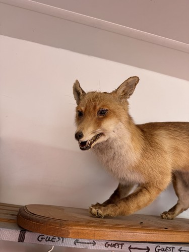Taxidermy fox full - fox, mount