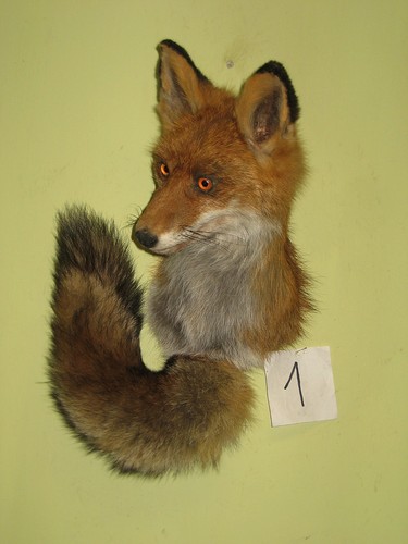 Red fox shoulder mount - fox,