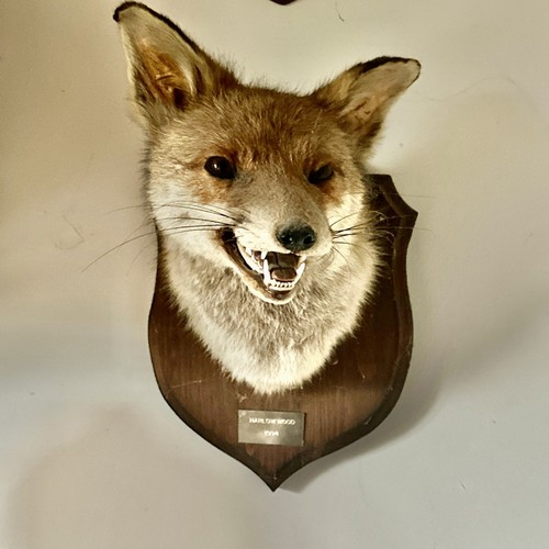 Vintage red fox taxidermy - red, mask