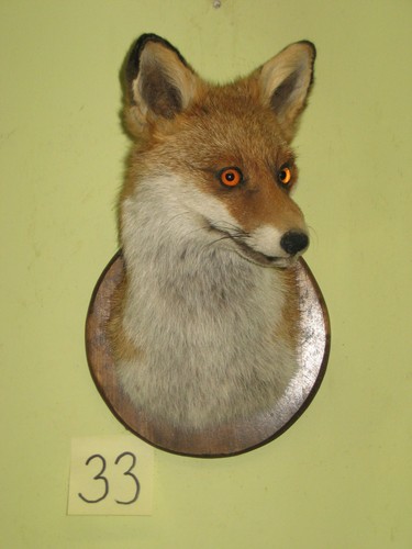Fox head taxidermy - taxidermy, shield