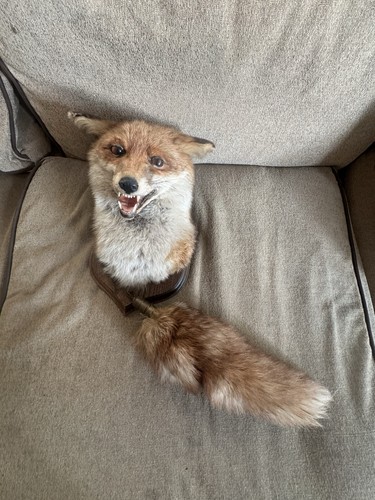 Vintage taxidermy red fox head - red,
