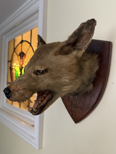 Taxidermy fox head - taxidermy,