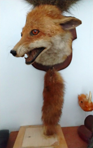 Mounted fox head taxidermy - mounted,