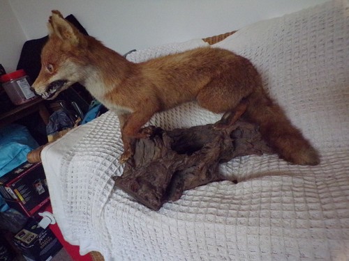 Taxidermy adult fox mounted - fox,