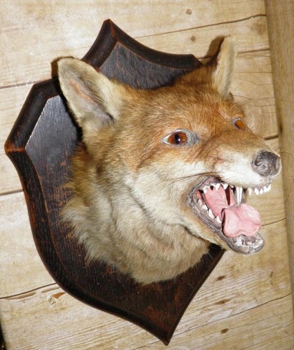 Antique taxidermy hunting red - antique,