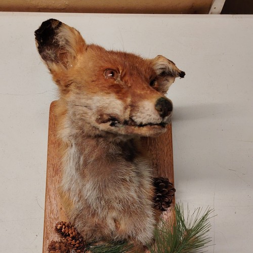 Vintage fox taxidermy wall - taxidermy,