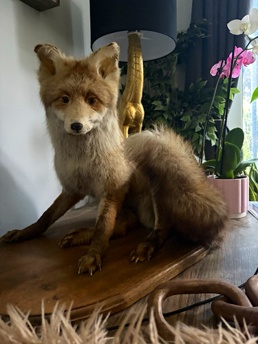 Taxidermy fox - taxidermy, “mr