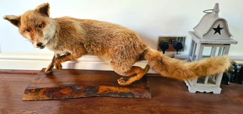 Stuffed fox taxidermy - stuffed, mounted