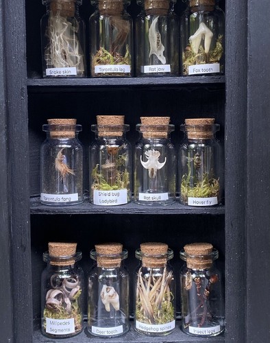 Oddity display case - oddity,