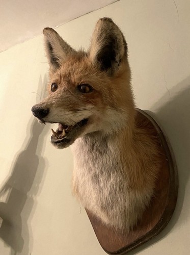Taxidermy fox mount - fox,