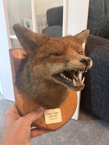 Vintage taxidermy snarling - taxidermy,