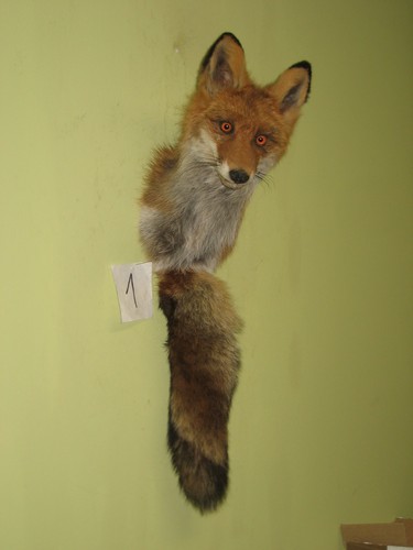 Fox head taxidermy - fox, tail