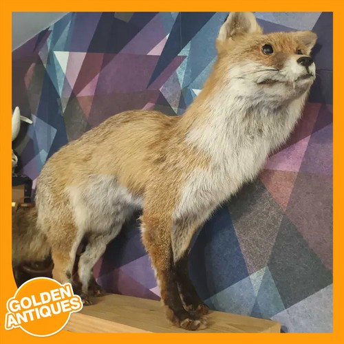 Full body red fox interior - body,