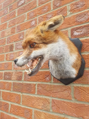 Taxidermy fox shoulder - fox, shoulder/