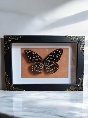 Real framed taxidermy - framed,