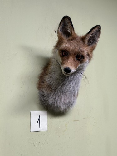 Fox head taxidermy - fox, taxidermy,