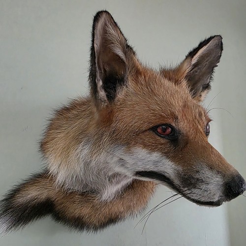 Red fox taxidermy head tail - red,