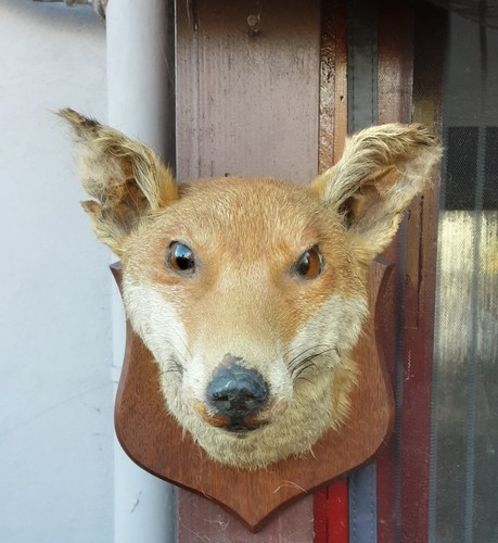 Vintage taxidermy mounted fox