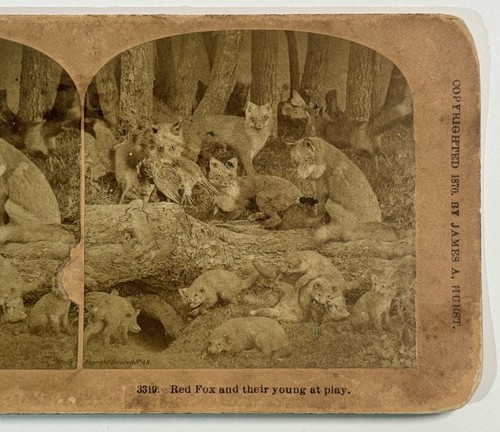 Red fox and - and, at