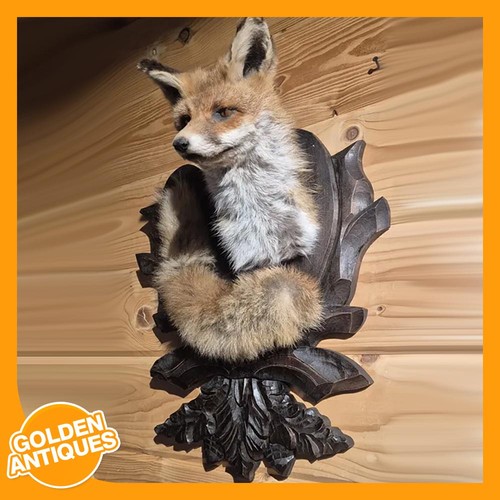 Real red fox interior rustic - real,