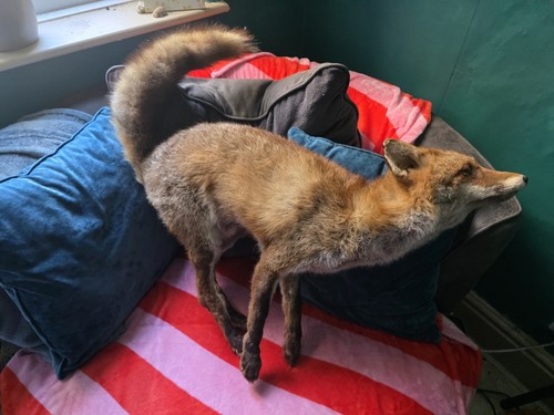 Taxidermy fox animal full body - taxidermy,