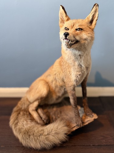 Taxidermy fox full - taxidermy, mount