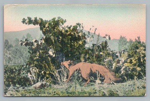 Fox stealing grapes antique - stealing,