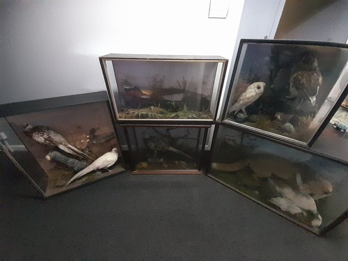 Taxidermy antique country - antique,