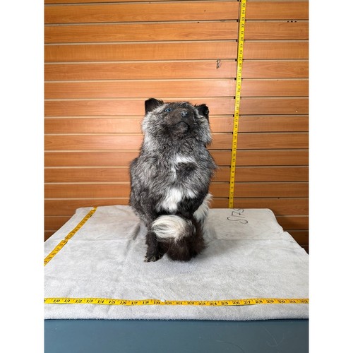 Fhsffox1 fluffy fox - fox, taxidermy