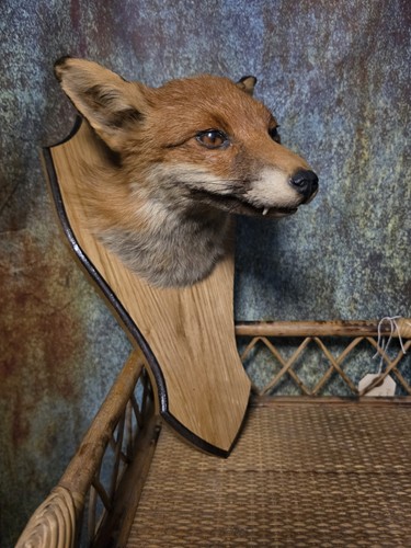 Vintage mounted taxidermy fox - vintage,