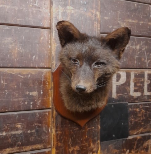 Taxidermy fox mask head mount - taxidermy,