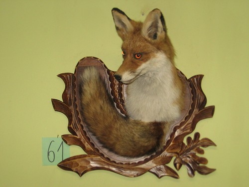 Fox head taxidermy - +, shield