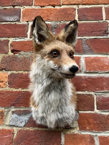 Nice new european fox - nice,