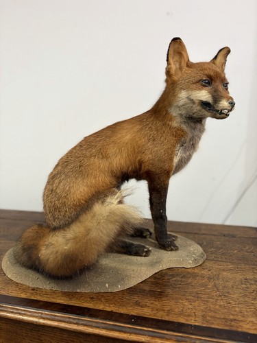French taxidermy fox wooden - french,