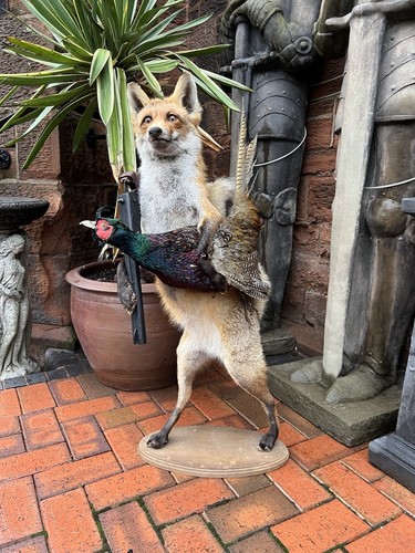 Taxidermy fox pheasant - taxidermy, &
