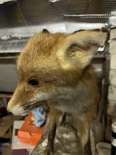 Taxidermy fox full - taxidermy,
