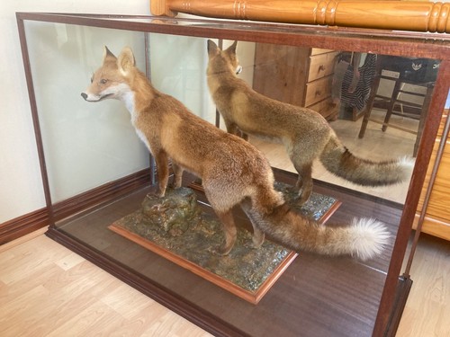 Antique stuffed fox about - stuffed, 40