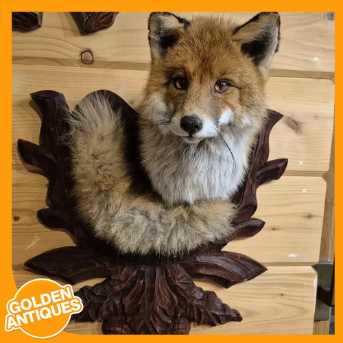 Real red fox - interior, rustic