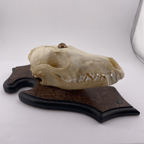 Unique mounted fox skull - mounted,