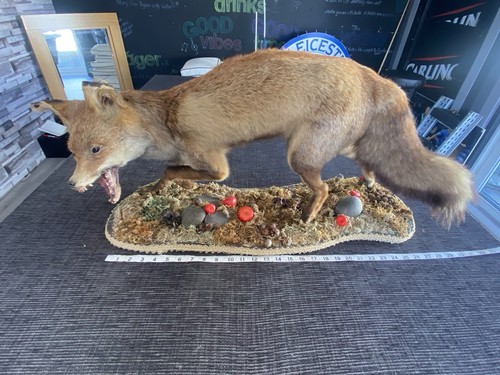 Taxidermy fox - taxidermy,