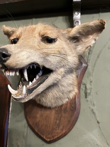 Mounted red fox - red,