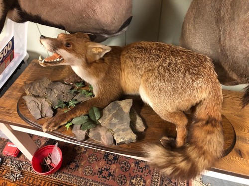 Taxidermy snarling fox - fox, on
