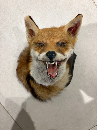 Vintage taxidermy red fox head - fox,