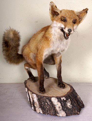 Beautiful fox certified - fox,