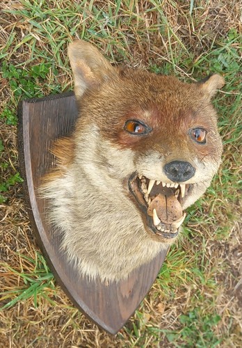 Antique taxidemy mounted fox - antique,