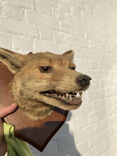 Red fox taxidermy head - red,