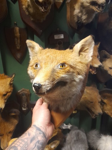 Taxidermy fox mask head - fox,