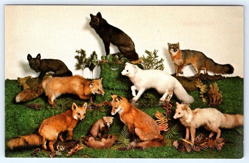 Postcard animal wonderland - animal,