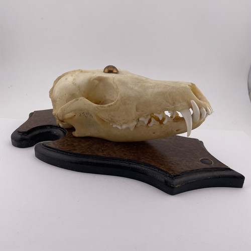 Unique mounted fox skull - mounted,